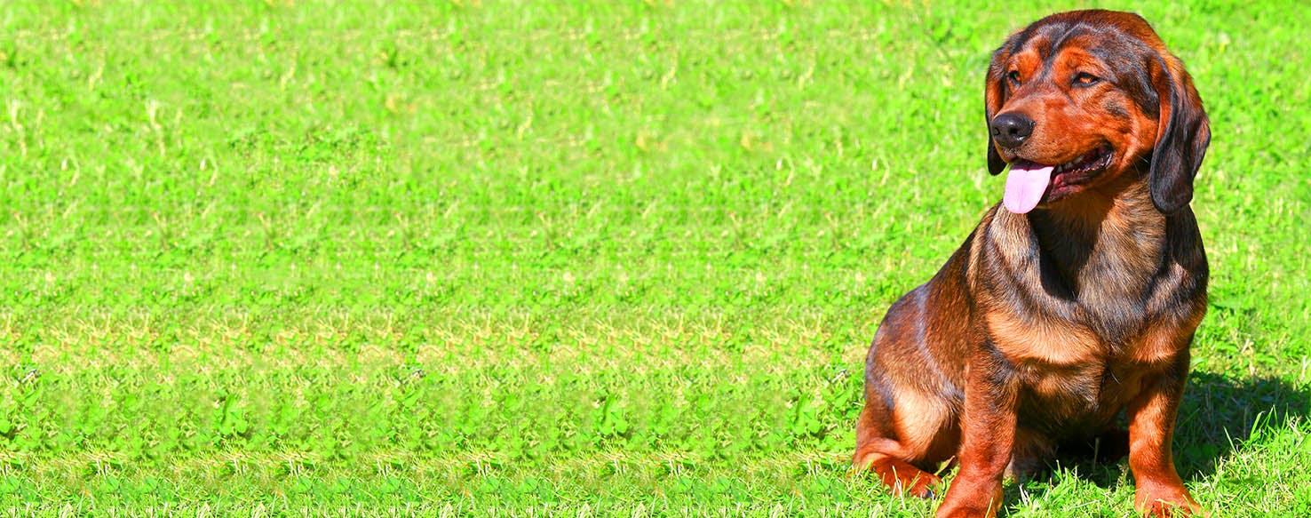 Alpine Dachsbracke Dog Names Popular Male and Female Names Wag!